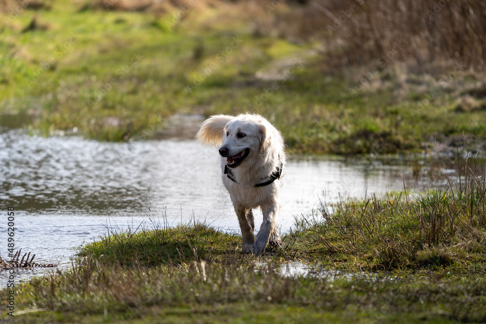 Obraz premium Golden retriever in forest walking out of puddle