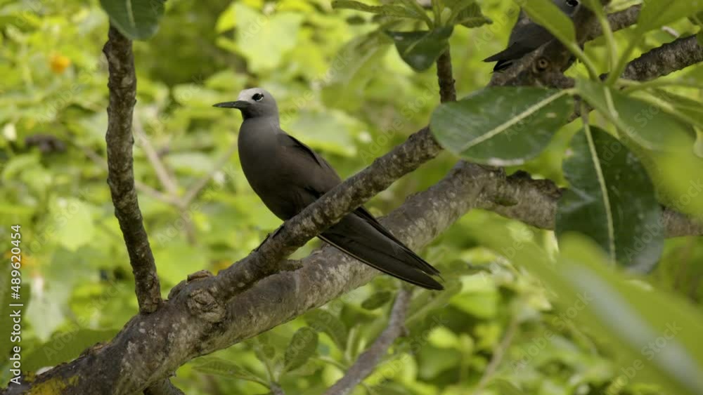 View through foliage to exotic jungle bird perched on branch View through foliage to exotic jungle bird perched on branch