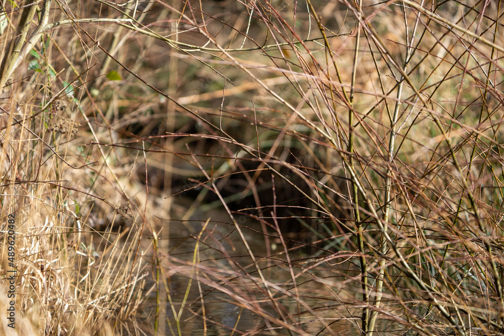 Forest river reeds Forest river reeds