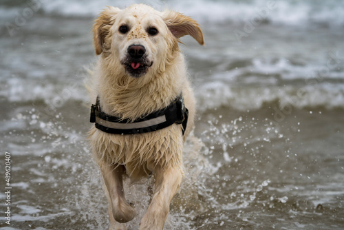 Golden retriever with tongue sticking out running out of the sea