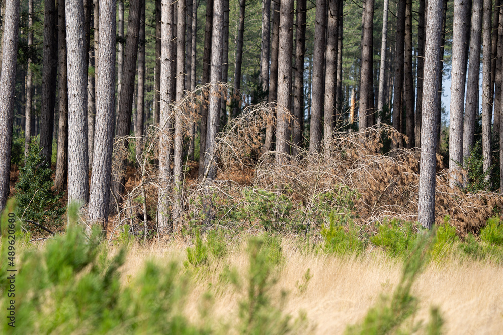 Obraz premium High sunshine forest with heavy winds
