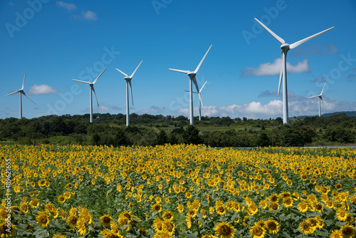 風力発電機とひまわりが並ぶ夏の布引高原