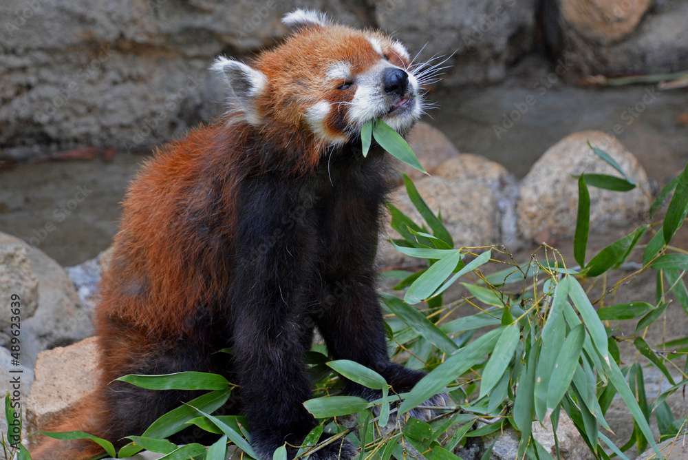 Fototapeta premium 江戸川区自然動物園「レッサーパンダ」