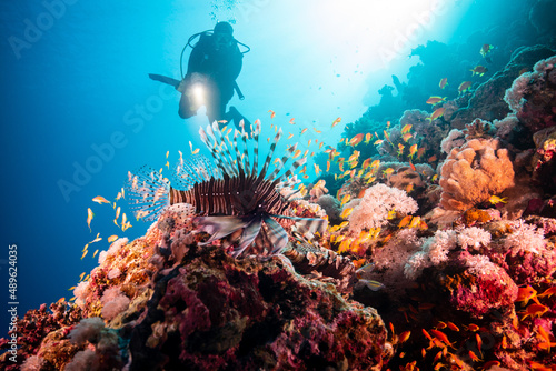 Scuba Diver over Coral Reef with Lion Fish
