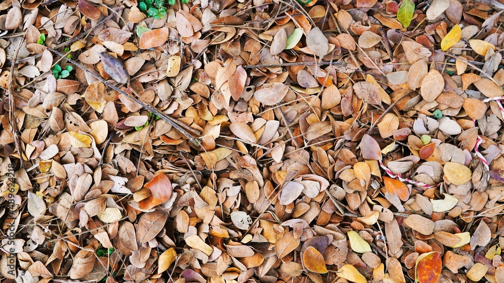 background of leaves background of leaves