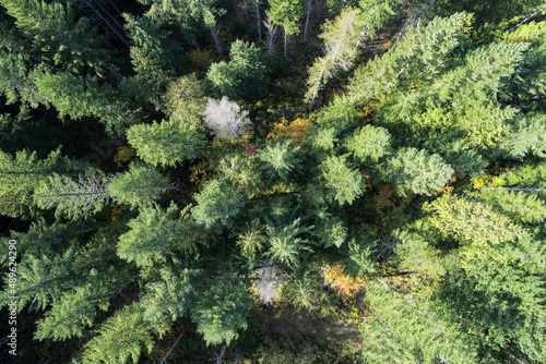 Wide angle drone view looking down on Pacific Northwest evergreen forest in fall