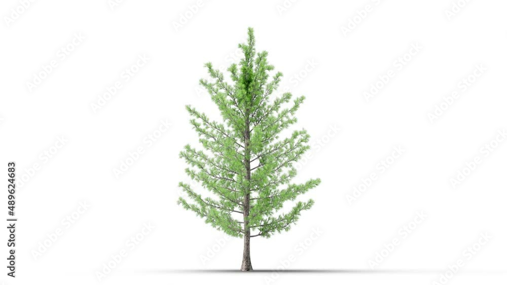 Growing trees on a white background 3D animation growth grow from small to large, Piradona trees animate in the wind on white background with alpha matt 3D virtual.3d rendering with id pass Growing trees on a white background 3D animation growth grow from small to large, Piradona trees animate in the wind on white background with alpha matt 3D virtual.3d rendering with id pass