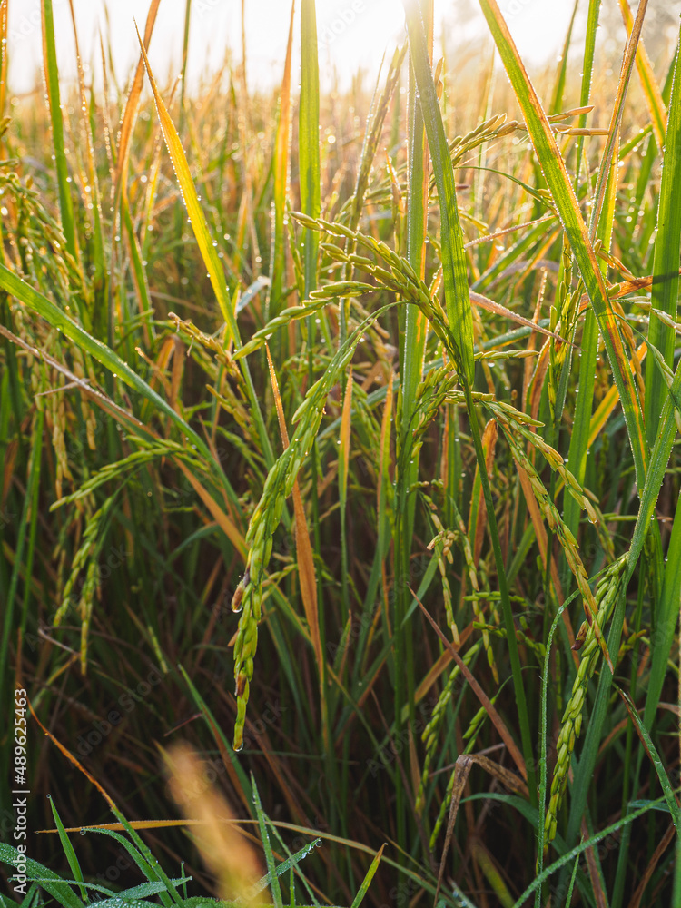 Fototapeta premium close up of rice plants in rice field with sunlight.
