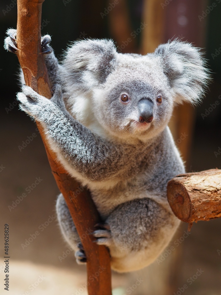 Fototapeta premium Appealing loveable young Koala holding tightly to a branch.