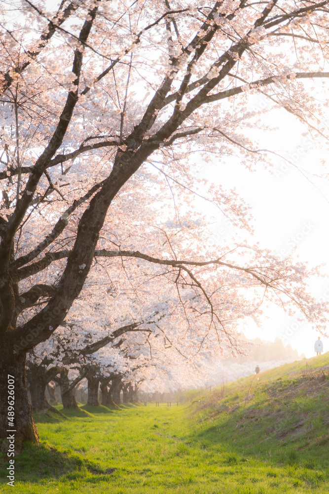 夕日に照らされる桜並木