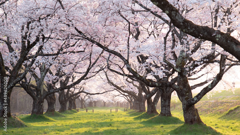 Fototapeta premium 桜のトンネル