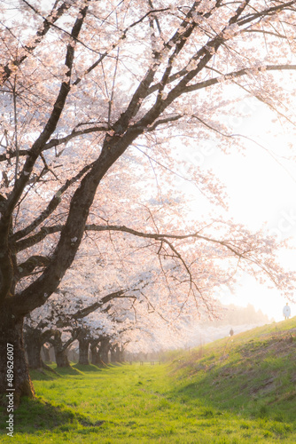夕日に照らされる桜並木