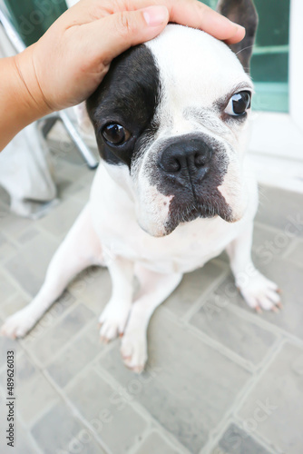 French bulldog or groping dog , tame dog or touching dog