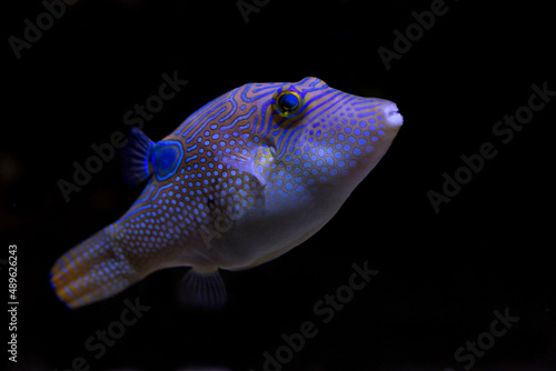 Compressed toby or fingerprint toby (Canthigaster compressa). photo