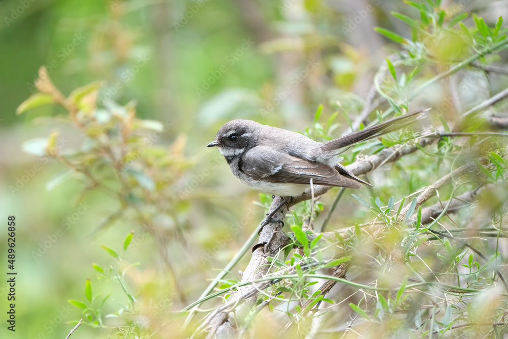 Obraz premium Australian Grey Fantail in tree sat on a branch