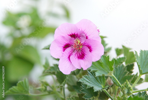 Geranium  grandiflorum "Ozio Regal Geranium" with bicolor lilac - purple flowers 