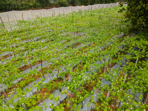 Agricultural farm in a tropical country photo