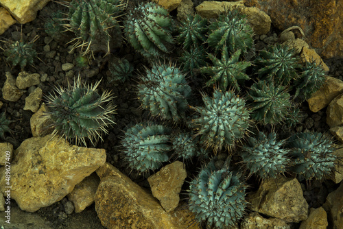 The African milk barrel (Euphorbia horrida). photo