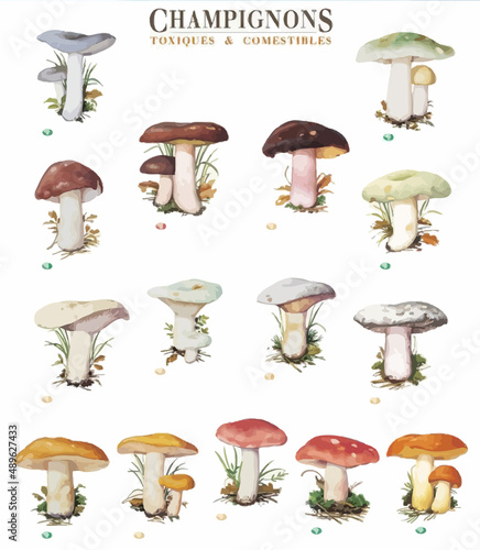 Assorted Mushroom Drawing Aesthetic, Mold Spore Vector Outline, Fungus Sketch in flat style Set Pack
