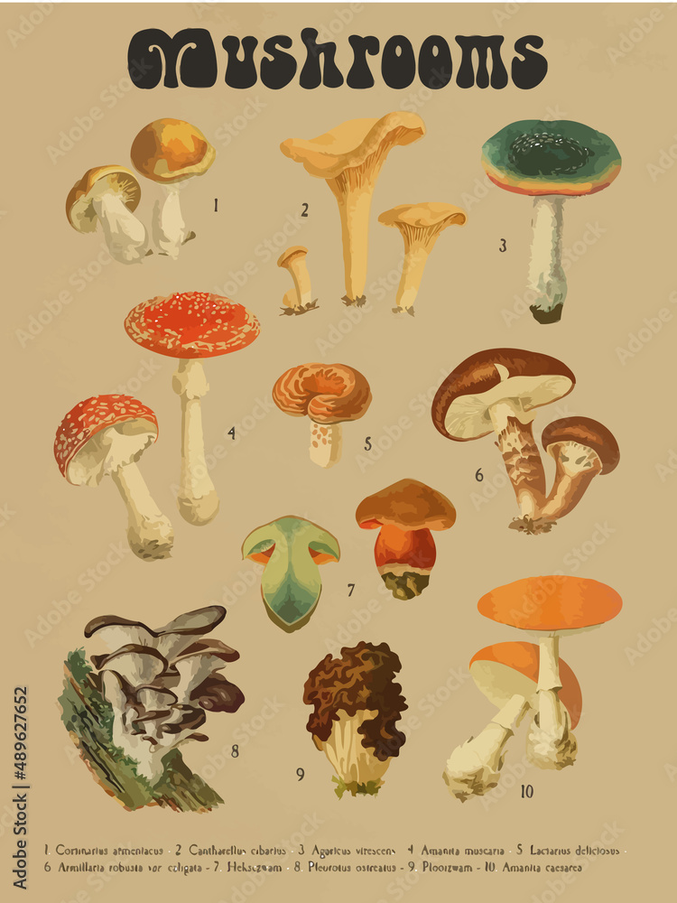 Assorted Mushroom Drawing Aesthetic, Mold Spore Vector Outline, Fungus