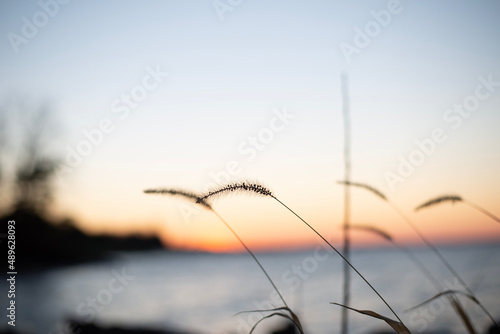 reeds at sunset © Ashley