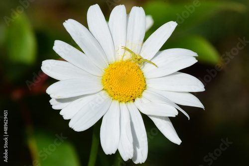 A crab spider waits patiently for flying insects to visit its daisy hunting grounds.