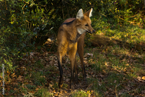 The Maned wolf (Chrysocyon brachyurus).