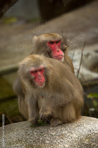 Photography Snow monkey or Japanese macaque.(Macaca fuscata).