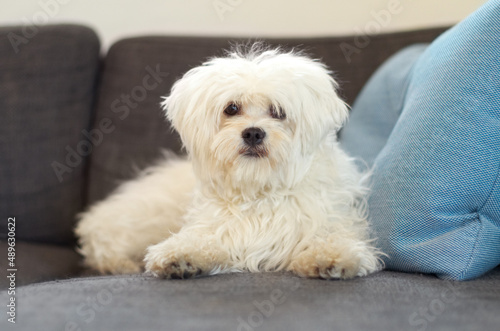 Thats Mr. Fluffy to you. A fluffy maltese poodle on a couch looking at the camera.