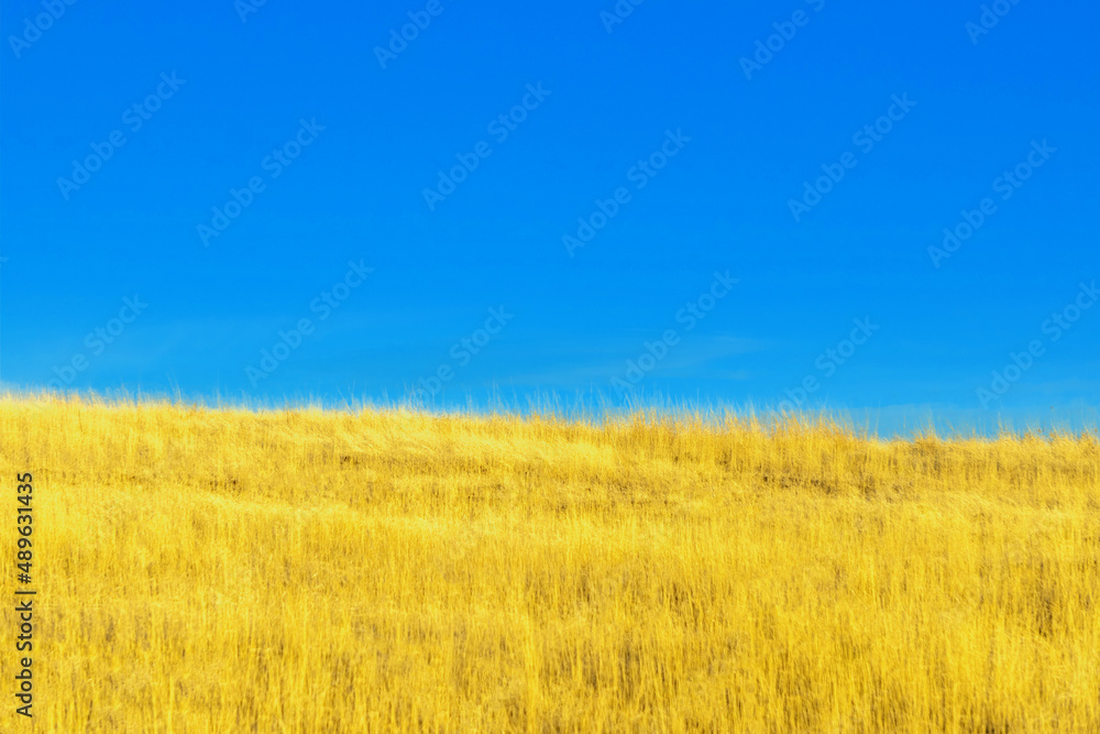 The Ukrainian flag in a wheat field