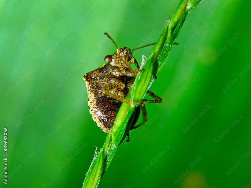 Bug on green grass nature view Bug on green grass nature view