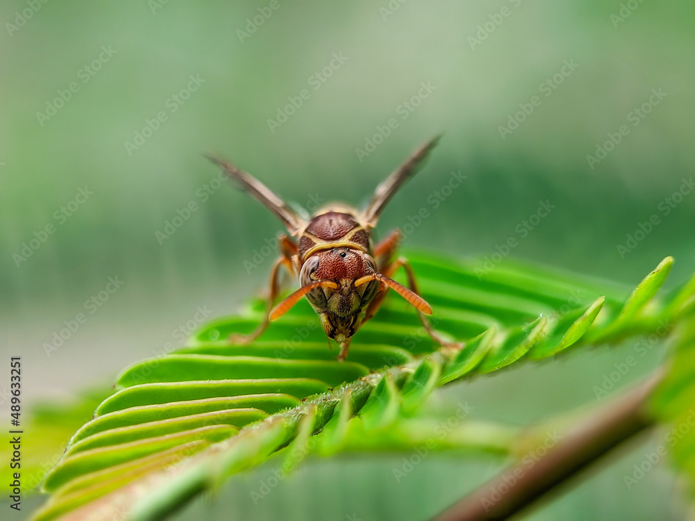 Naklejka premium Paper wasps on green leaf