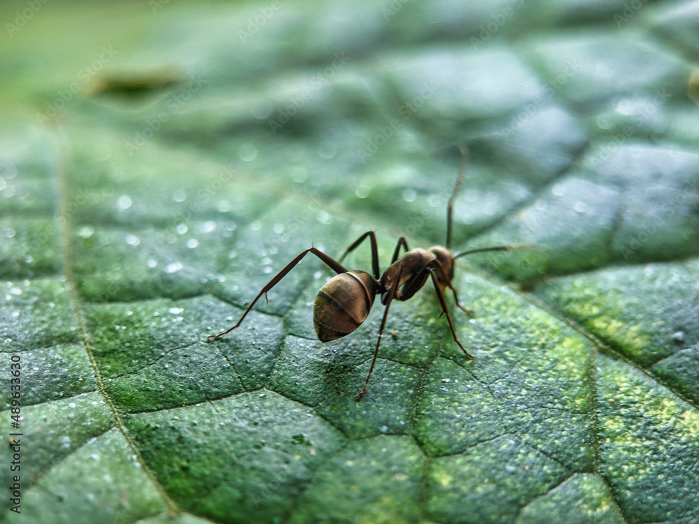 Large black ant on a leaf Large black ant on a leaf