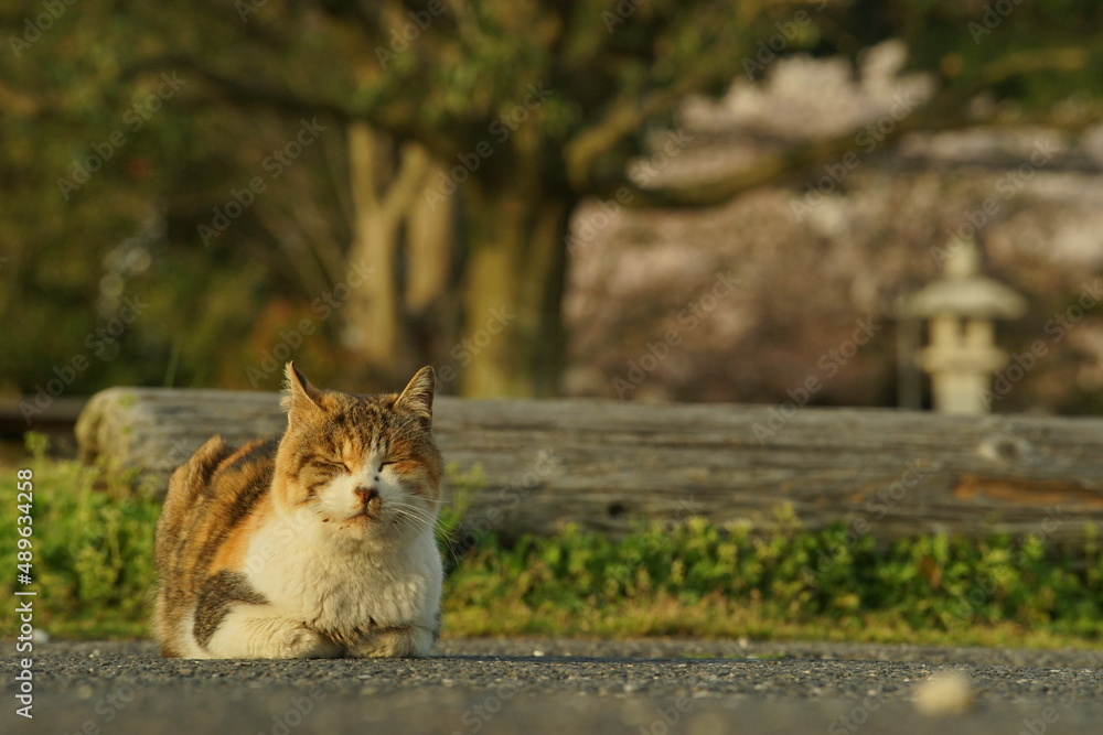 春の長命寺港でお花見をする地域猫