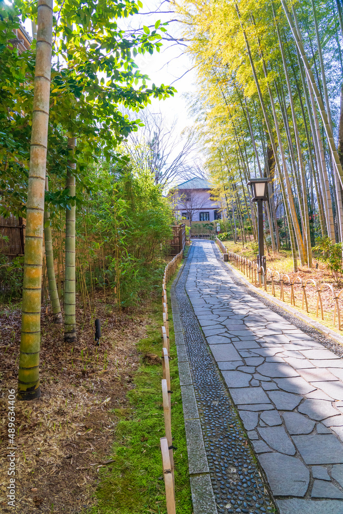 Naklejka premium 修善寺竹林の小径