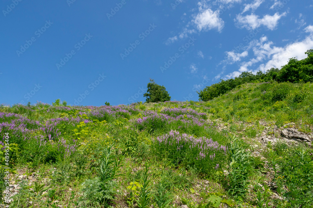 Mountain slope overgrown with flowers and grass. Summer landscape.