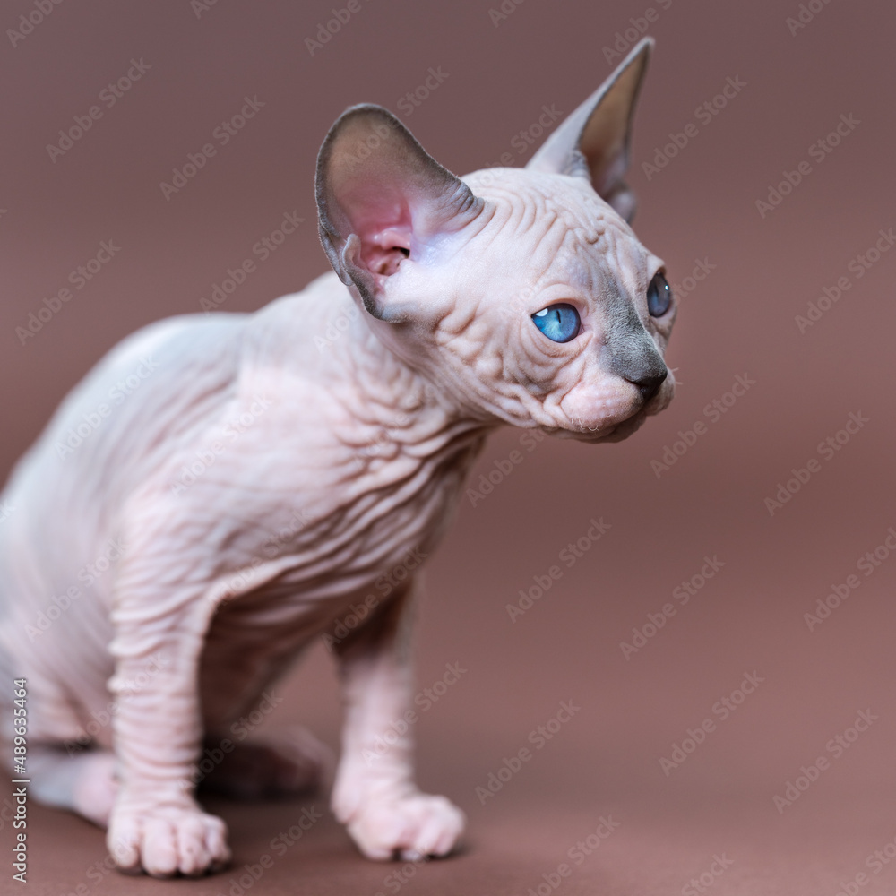 Portrait of pretty purebred male kitten of color blue mink and white with blue eyes sitting on brown background, looking away. Sphynx Hairless Cat at age of 7 weeks. Side, partial view. Studio shot.