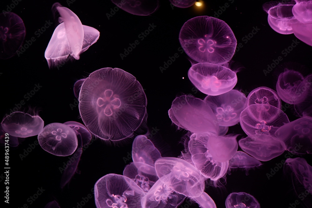Jellyfish floating in the water Jellyfish floating in the water