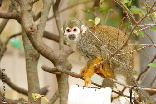 The moment the squirrel monkey was surprised