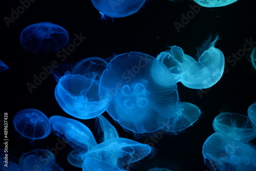 A fluffy, falling blue jellyfish