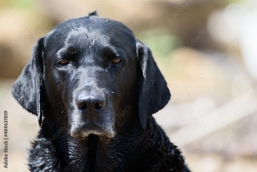 Funny grumpy facial expression Black labrador retriever dog