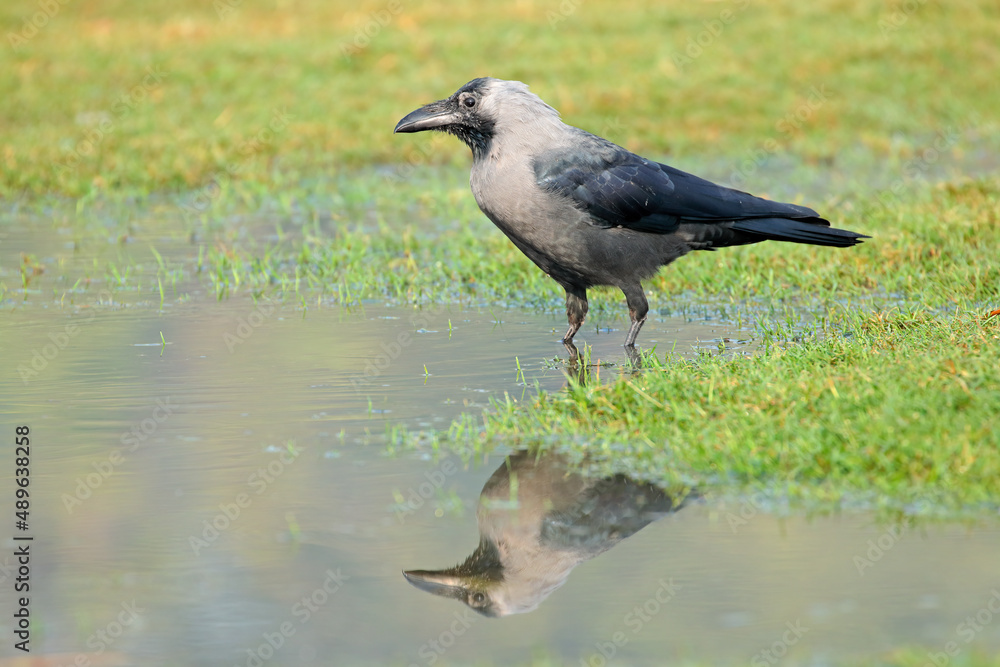 An Indian house crow (Corvus splendens) standing in a pool of water, India. An Indian house crow (Corvus splendens) standing in a pool of water, India.