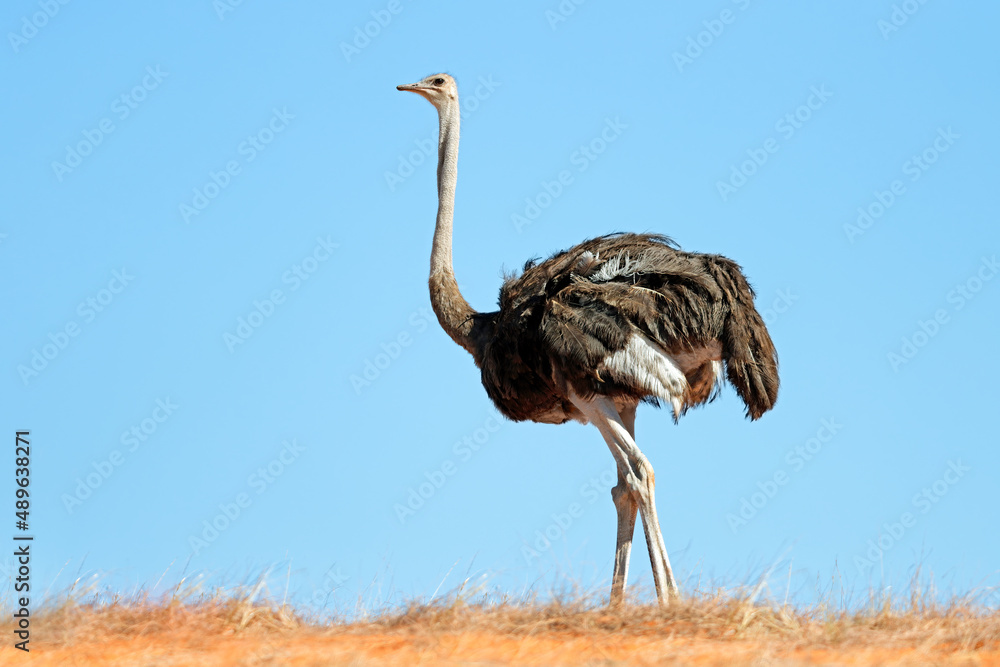 An ostrich (Struthio camelus) on a dune against a blue sky, Kalahari desert, South Africa. - obrazy, fototapety, plakaty 