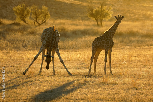 Giraffe  Giraffa camelopardalis  silhouetted at sunrise  Kalahari desert  South Africa.
