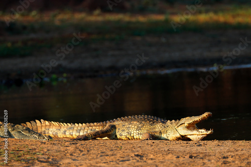 Fotografia A Nile crocodile (Crocodylus niloticus) basking with open jaws, Kruger National Park, South Africa