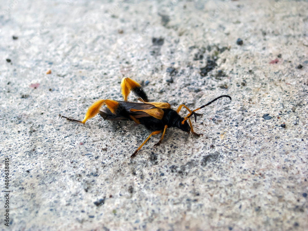 Closeup of a beautiful Tarantula Hawk with yellow wings Closeup of a beautiful Tarantula Hawk with yellow wings