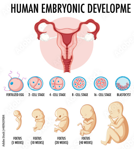 Human embryonic development in human infographic