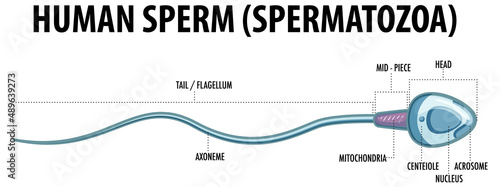 Structure of human sperm (spermatozoa)