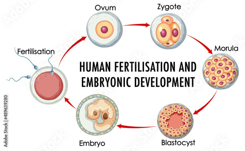 Human fertilisation embryonic development in human infographic
