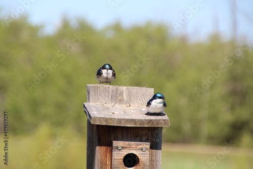 birds on a bird house